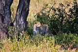 TANZANIA - Serengeti National Park - Leopardo - 04